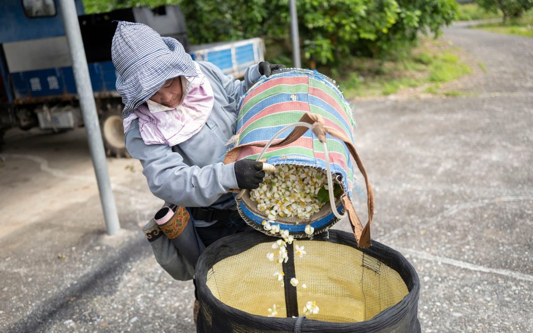 瑞穗「柚鄉」飄滿柚花香，2022柚花節活動開跑