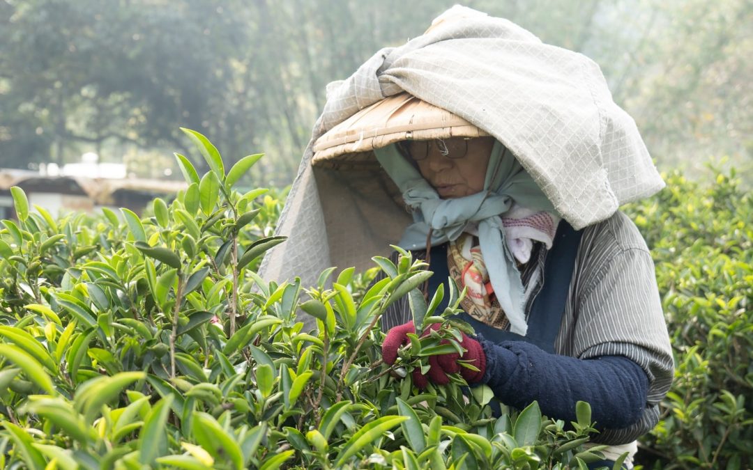 從碧螺春茶香，品味三角湧開發史