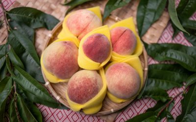 盛夏的高山香甜，桃園拉拉山水蜜桃進入產季
