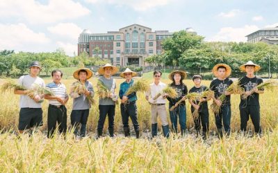 結合台灣原生陸稻，嘉大與台南農改場合作研發耐旱水稻
