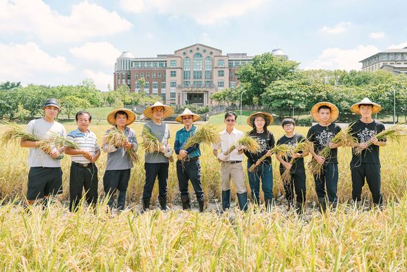 結合台灣原生陸稻，嘉大與台南農改場合作研發耐旱水稻